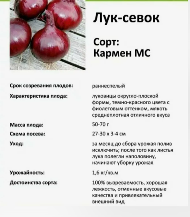 Семена Лук севок Кармен (Красный)