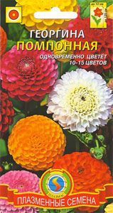 Семена Цветы Георгина Помпонная см, 12шт., Плазменные семена