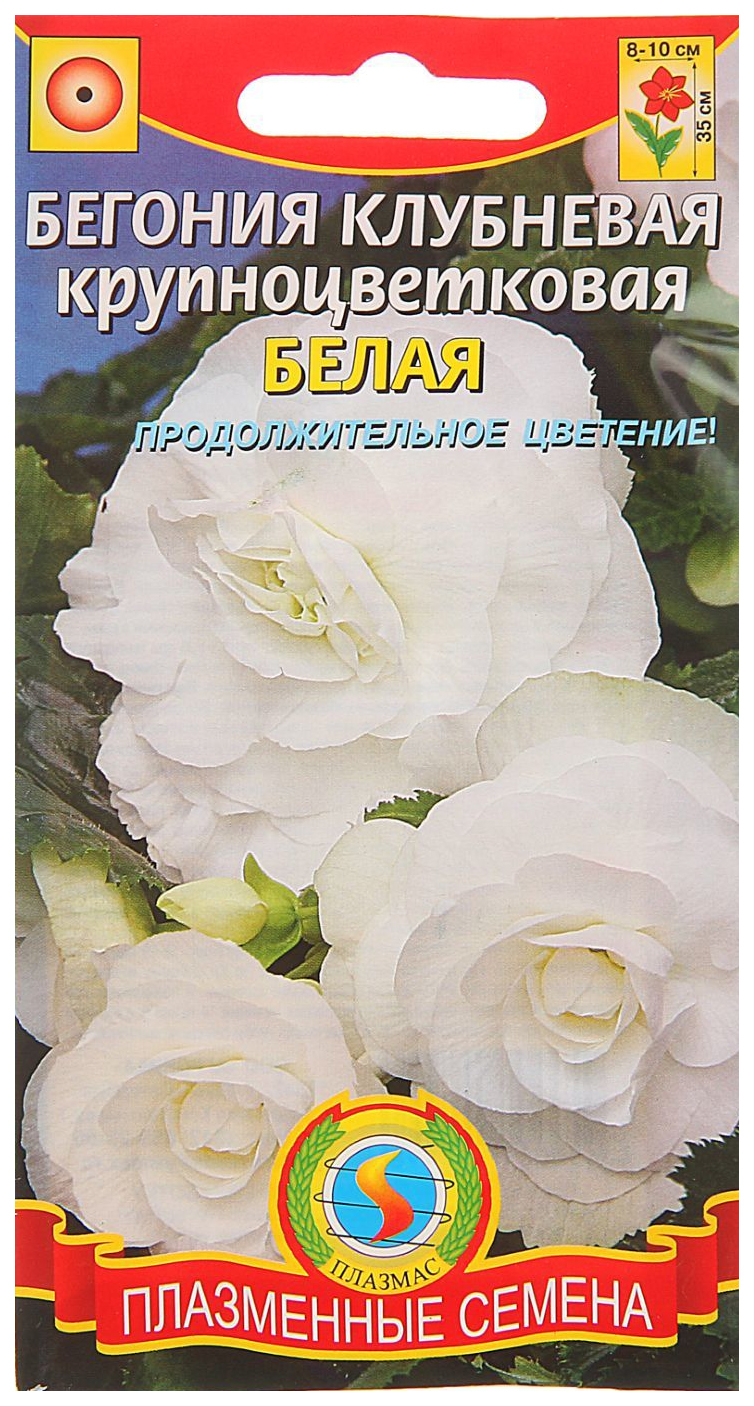 Семена Цветы Бегония Белая крупноцветковая, 5шт., Плазменные семена