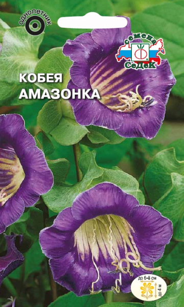 Семена Цветы Кобея Фиолетовая Амазонка, 0,5г., Седек