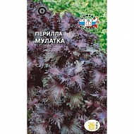 Семена Цветы Перилла Мулатка Седек 0,1г
