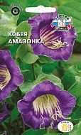 Семена Цветы Кобея Фиолетовая Амазонка, 0,5г., Седек