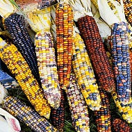Семена Цветы Кукуруза декоративная Яркие одёжки, 10шт., Сады России